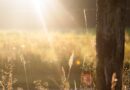 HEARING THE WORD: YOUR SPIRIT NEEDS A REGULAR DIET