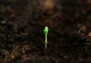 Faithfulness in Small Things